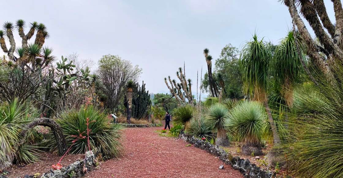 jardin-botanico-unam-portada
