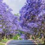 Jacarandas-en-CDMX-camino-1