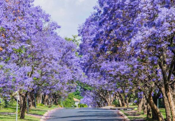 Jacarandas-en-CDMX-camino-1