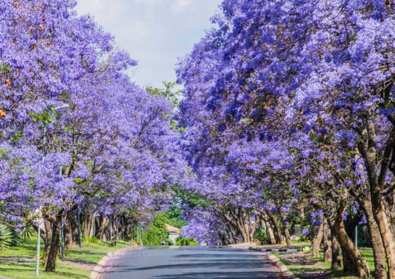 Jacarandas-en-CDMX-camino-1
