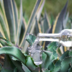 Screenshot 2026-02-04 at 15-46-33 Oaxaca romántica mezcal mole y arte para el 14 de febrero - Infobae