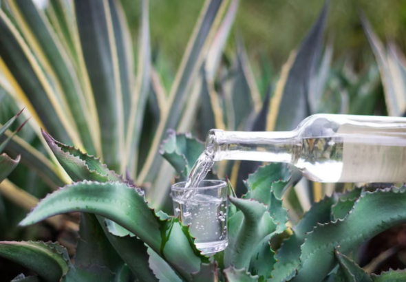 Screenshot 2026-02-04 at 15-46-33 Oaxaca romántica mezcal mole y arte para el 14 de febrero - Infobae