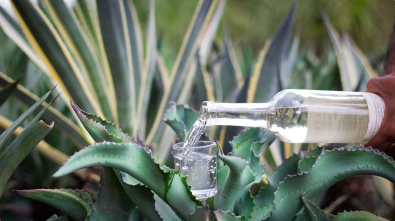 Screenshot 2026-02-04 at 15-46-33 Oaxaca romántica mezcal mole y arte para el 14 de febrero - Infobae