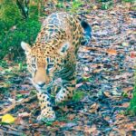 Jaguar_puma_sierra_de_las_minas_Guatemala_11032026