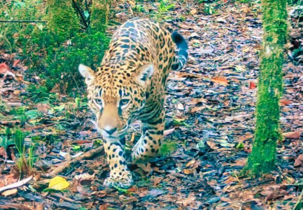Jaguar_puma_sierra_de_las_minas_Guatemala_11032026