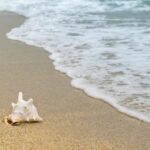 Cofepris revela única playa no apta en México para Semana Santa 2026