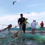 Hidrocarburo y sargazo paralizan pesca en Veracruz- 200 pescadores afectados en Alvarado