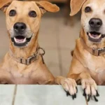 Perro-Caramelo-El-mestizo-que-ahora-es-simbolo-mexicano