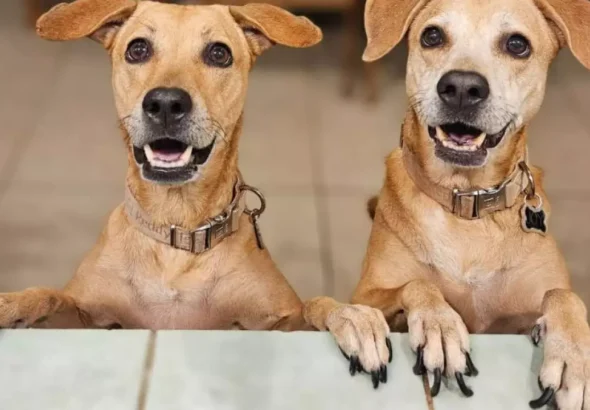 Perro-Caramelo-El-mestizo-que-ahora-es-simbolo-mexicano