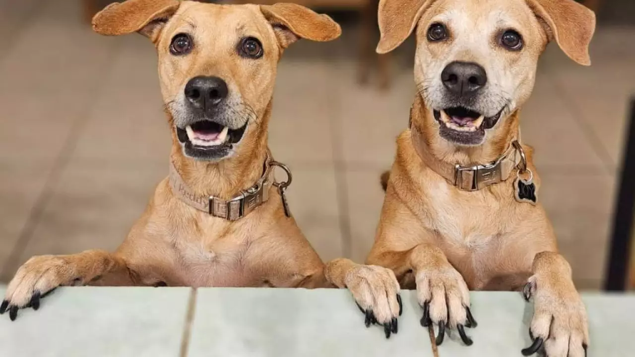 Perro-Caramelo-El-mestizo-que-ahora-es-simbolo-mexicano