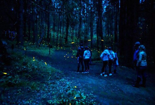 Temporada de luciérnagas en Tlaxcala arranca el 10 de junio en Nanacamilpa