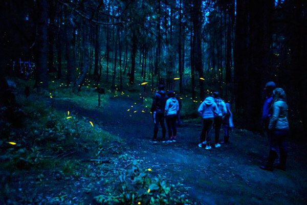 Temporada de luciérnagas en Tlaxcala arranca el 10 de junio en Nanacamilpa