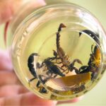 cientificos-unam-crean-antibiotico-veneno-alacran-chile-habaner